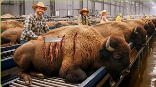 Inside The Bison Industry | From Farming to Food & Leather Products |