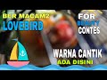 HARGA LOVEBIRD WARNA MEWAH & CANTIK TERBARU DI PASAR BURUNG PRAMUKA