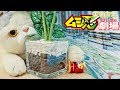 【ムシ忍】さらわれた姫を助けろ②ラスボスと対決【まれまれムシ忍劇場】声優が本格アフレコ