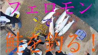フェロモンで鮭を釣る！北海道の鮭釣りVlog 朝活3日目 2020.9.4