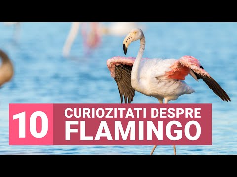 10 Curiozitati "Roz" despre Flamingo - Informatii interesante pasarea Flamingo