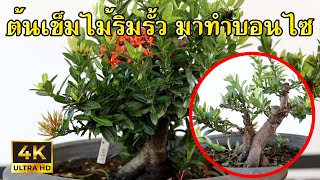 Bonsai Station [Workshop Station] EP.121 ไม้เข็มริมรั้วมาทำบอนไซ