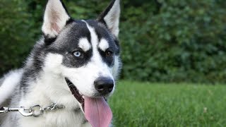 Surviving the Puppy Phase with Siberian Huskies by USA Pup Patrol 1 view 7 days ago 5 minutes, 52 seconds