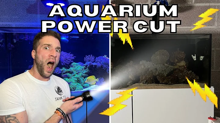 Comment préserver votre aquarium pendant une coupure de courant