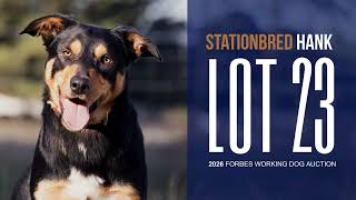 StationBred Hank - Lot 23 Forbes Working Dog Auction 2026