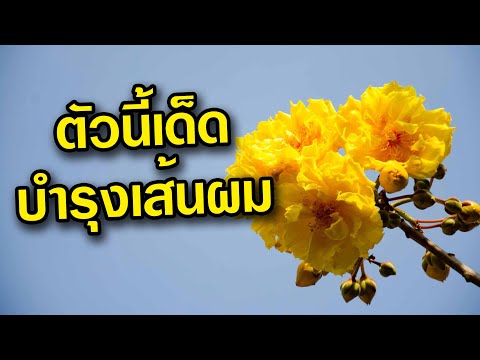 สุพรรณิการ์ ดอกงาม ฟอร์มต้นสวย สรรพคุณดี