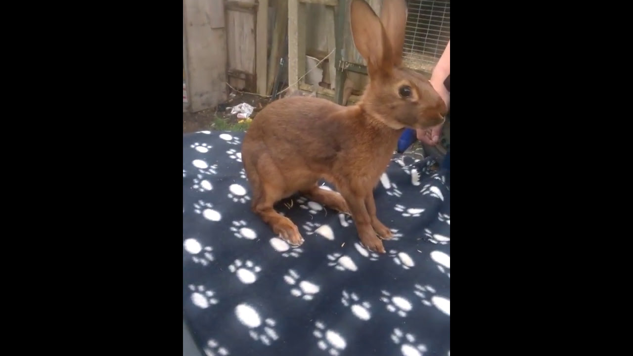 posing belgian hares