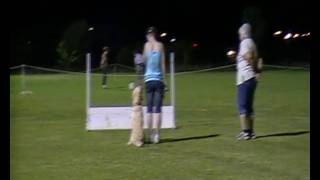 Ruby - Open Obedience Mock Trial - Retrieve (Flat&Solid)