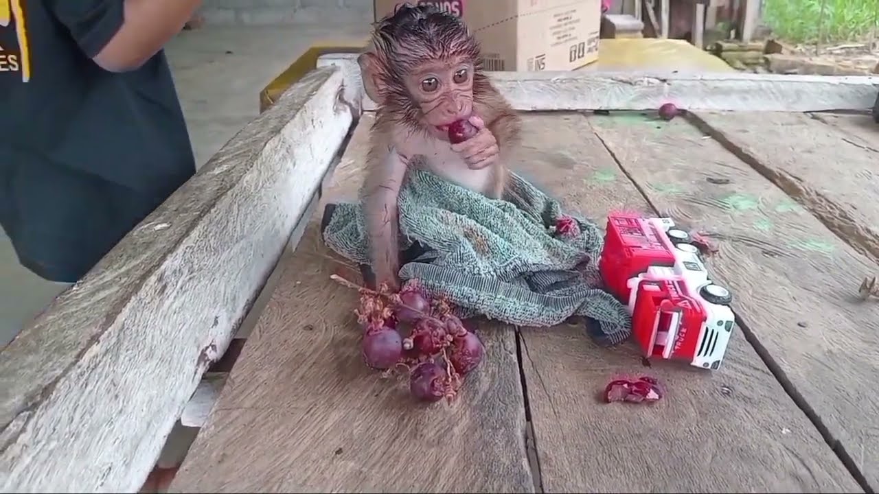 Sedih anak monyet prematur yang ditinggal ibunya butuh asih