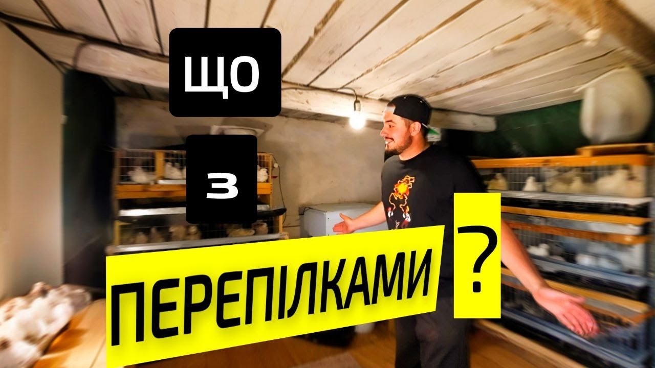 Що з ПЕРЕПІЛКАМИ ? ЗБІЛЬШУЄМО ФЕРМУ...