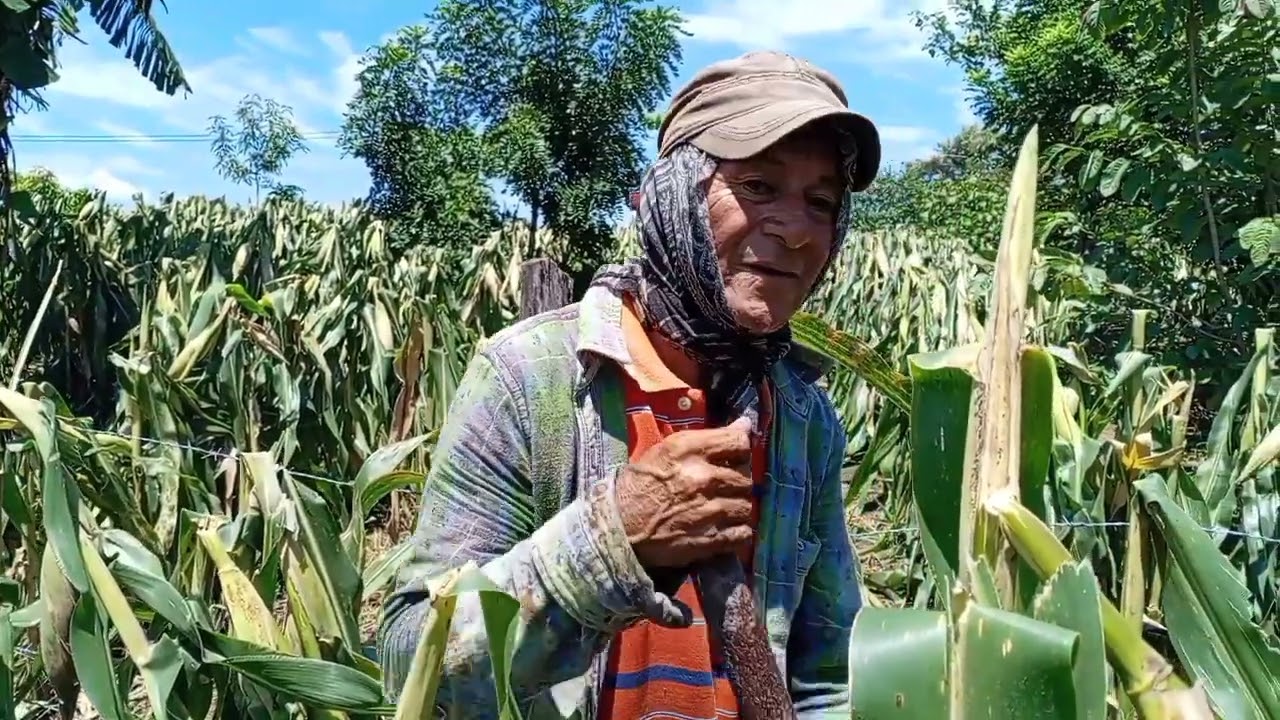 HACIENDO LA SIEMBRA DE FIJOL