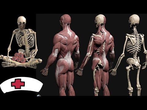 What Is Skeleton System & it's function And Type & Shape of Bones - YouTube