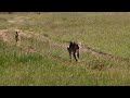 Leopard chases after jackal and then runs away from it