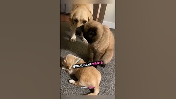 This cat Comforts the crying puppy 🥺❤ #shorts