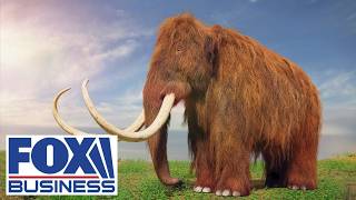 We are a few years away from bringing back the WOOLLY MAMMOTH, says Colossal Biosciences founder