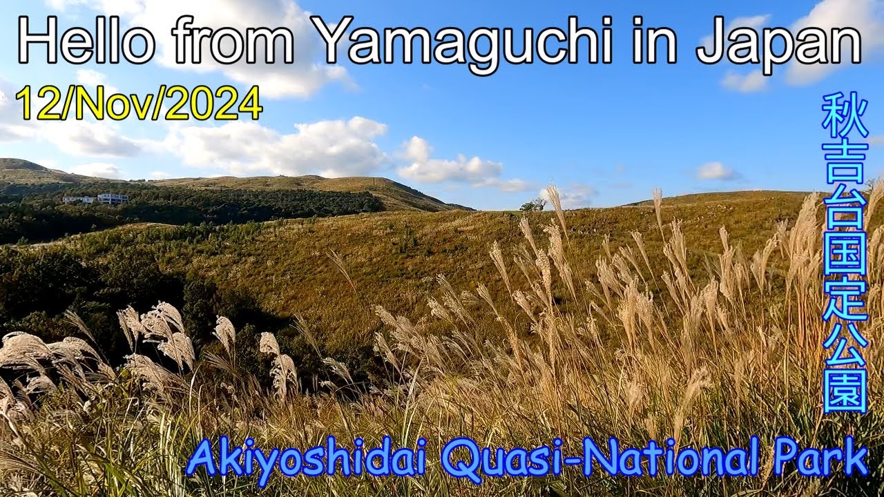 輝くススキの中を散歩【秋吉台　若竹山から展望台へ戻る】美祢市美東町　2024年11月12日