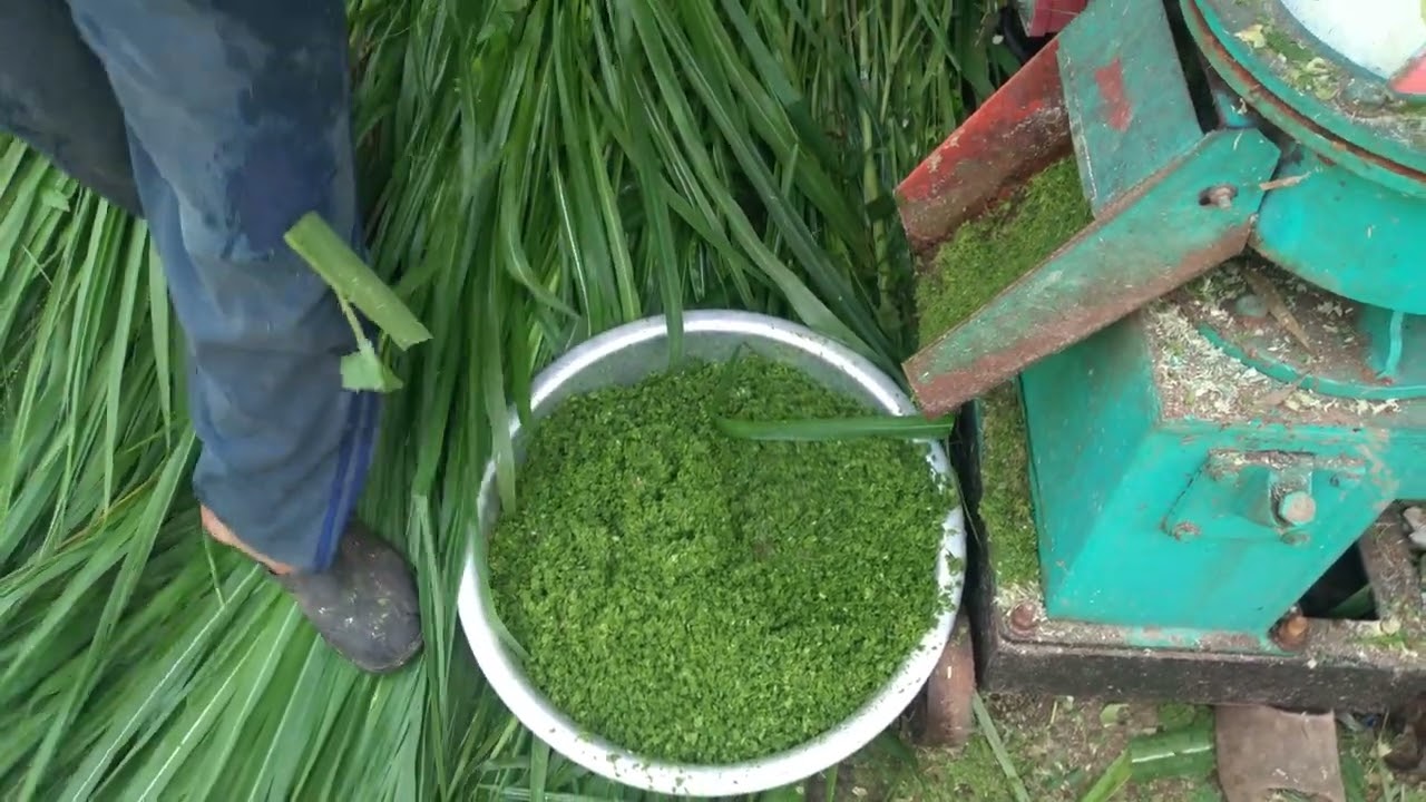 hôm nay lại ép cỏ voi già thành cám cho dê ăn - ù sáng nuôi dê