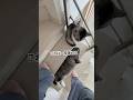 暑い日の猫たちは、24時間エアコンで温度調節していても、好みの温度の所でそれぞれ落っこちてますよねwどうしてもまたぐ事も多くなっちゃいます。#猫 #ねこのいる生活 #cat #猫のいる暮らし