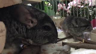 Chinchilla (Sunny) with her 2dayold baby (Sky)