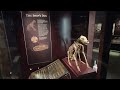 Hatch The Ship Dog Of The Mary Rose