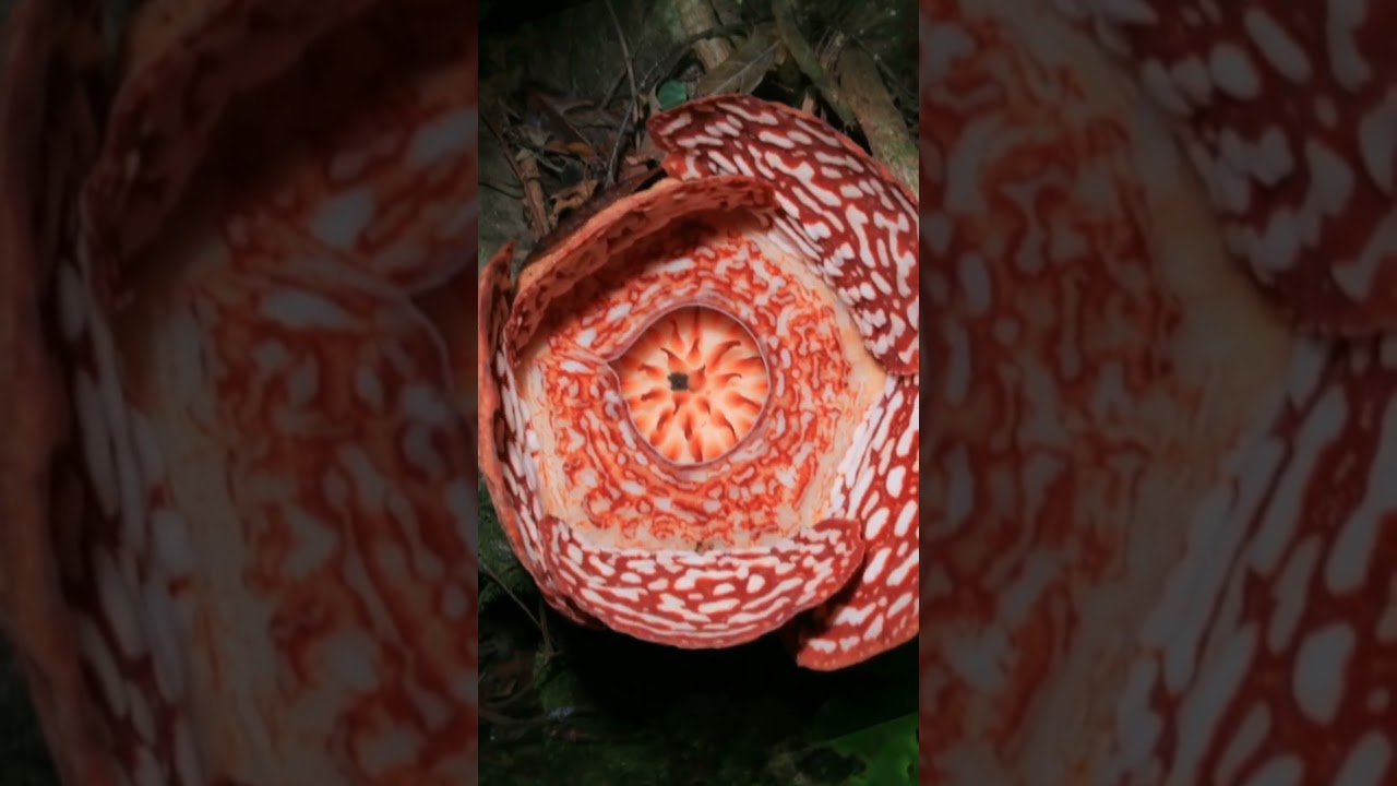 The rafflesia has no stems, no leaves and no roots. The largest flower on Earth is a holoparasite of