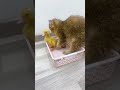 Kitten wants to play with duckling #shorts #kittens #cats