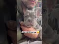 Nothing more beautiful than life #puppy #dog #fyp #pets #funnyvideo