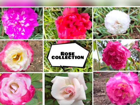 Hosur Special: Only for Rose Lovers ரோஜா பிரியர்களுக்காக ||  "DD Gallery" || Part 3