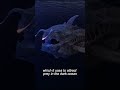 5 Deep Sea Creatures That Will Shock You 😳