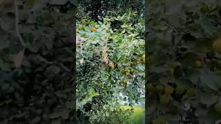 #chery #tree #farm #follow #sweet