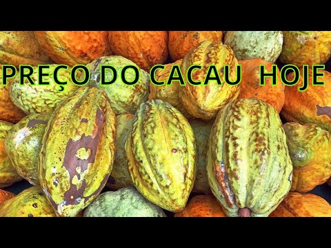 ARROBA DO CACAU HOJE NA BAHIA, PREÇO DO CACAU EM ALTA, COTAÇÃO DO CACAU ...