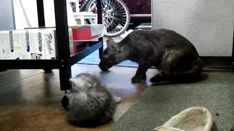 Little cats start to leave the nest.