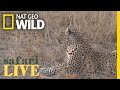 Safari Live - Day 26 | Nat Geo WILD