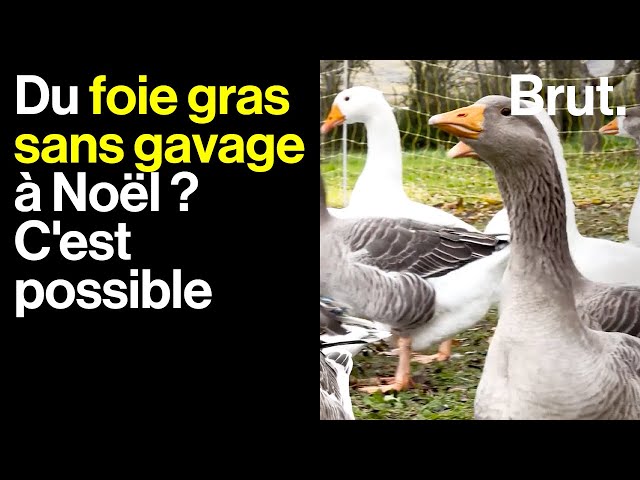 Du foie gras sans gavage forcé à l'île d'Orléans