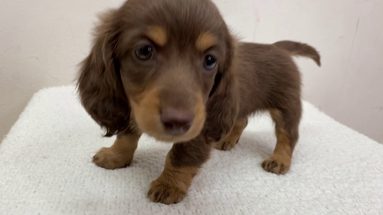 ミニチュアダックスフンド バレンタイン先取り チョコタンダックスちゃん Youtube