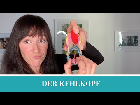 Video: Welcher Kehlkopfknorpel besteht aus elastischem Knorpel?