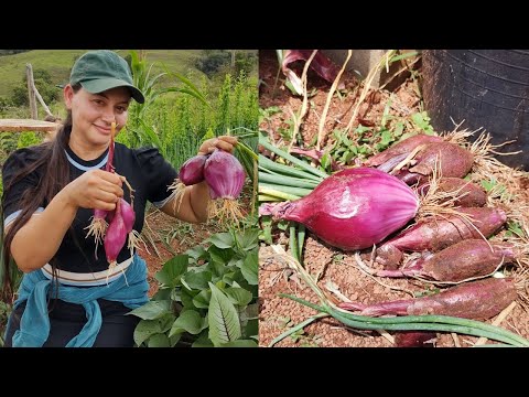 Vídeo: Plantando e Colhendo Cebolas Vermelhas - Como Cultivar Cebolas Vermelhas