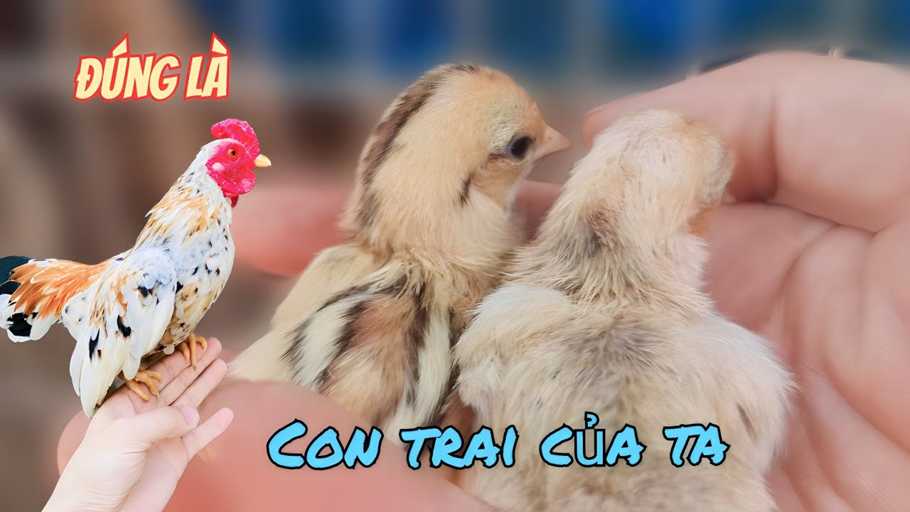 Gà Bắc Tít Đã Nở Vui Mừng Thấy Chim Khuớu Quấn Tổ Lại / HIỆP CUỘI TV