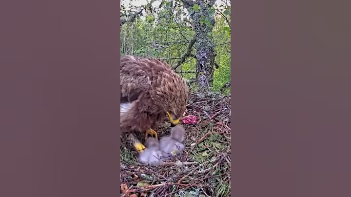 P#947- Review mother birds brings food to feed her babies in the nest, baby birds life #birdslover