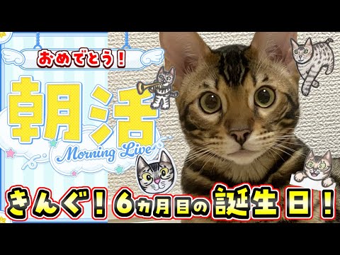 【🔴 #朝活配信 419日目】 きんぐ！六カ月の誕生日おめでとう💕高評価400耐久！初見さん大歓迎✨ #ゆっきんらいぶ　【博多弁猫Vtuber】