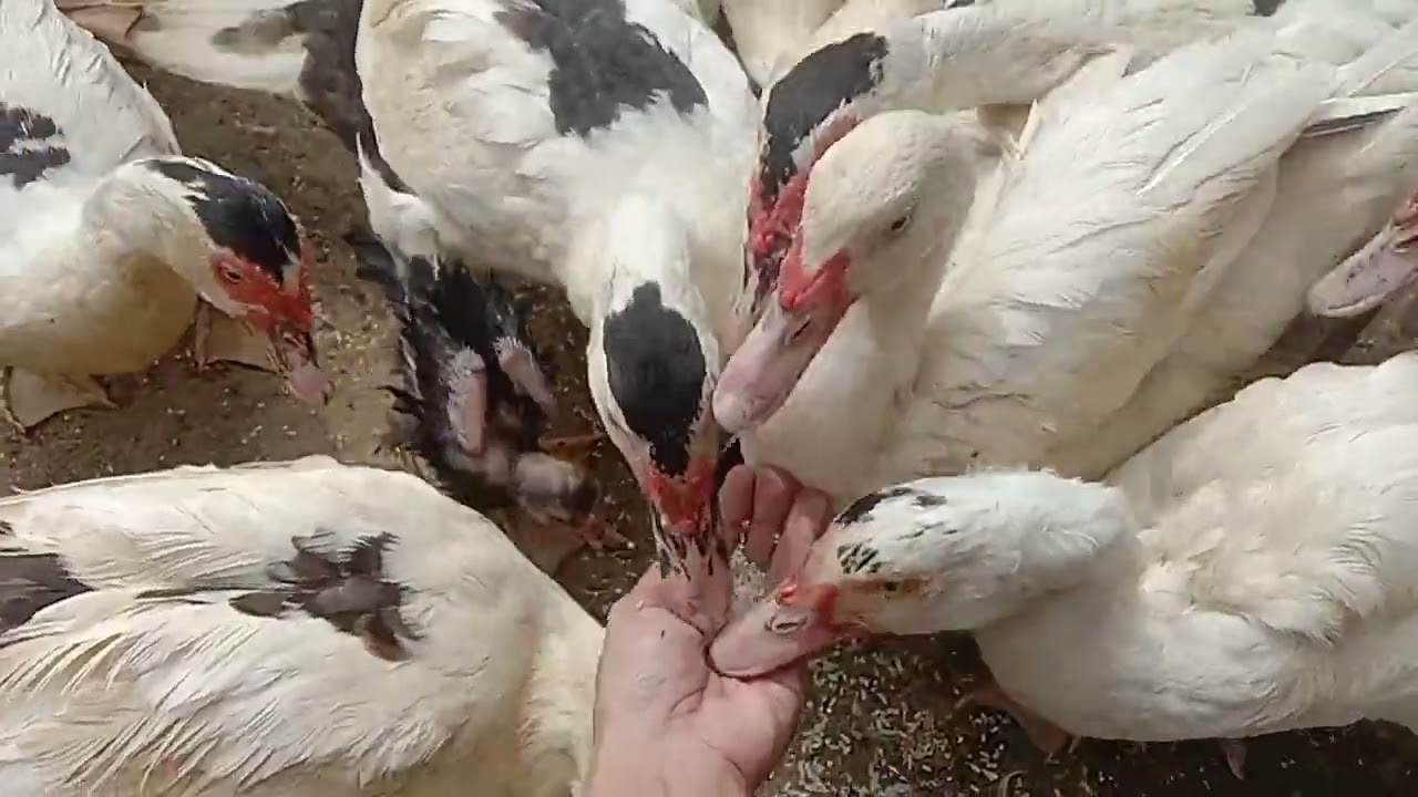 Kangen memberi makan entok 