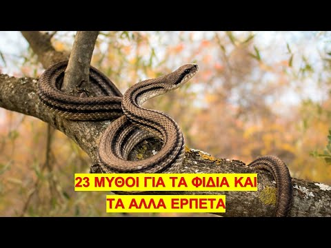 Βίντεο: Οδηγός για τα φίδια κατοικίδιων ζώων: Πόσο καιρό ζουν τα φίδια και άλλα