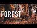 Forest  sleep study focus  white noise 2 hour  whitenoise sleepsounds studysounds