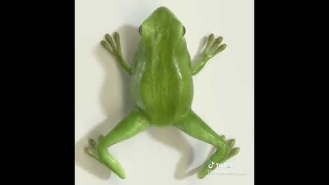 Sự tiến hóa từ nòng nọc thành ếch /VM Gaming