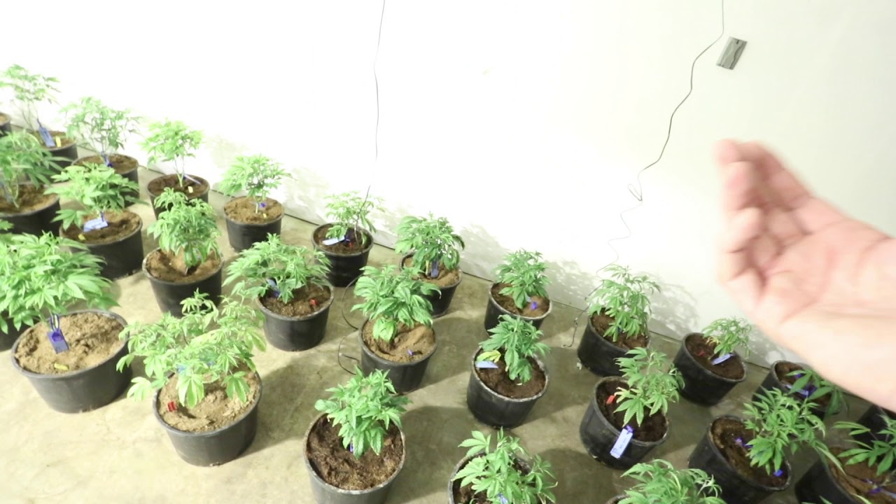 Save A Grow Update 12