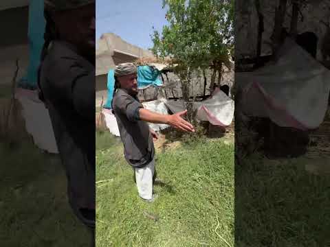 تعالو شوفو كم تحلب العنز على اقوال ابو ملاهيد فرع دير ديرالزور رحال اكسبلوررر سوريا