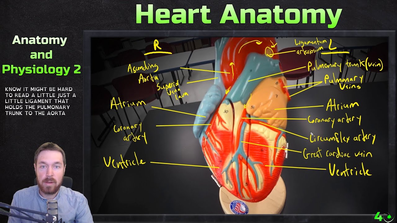 A&p heart video