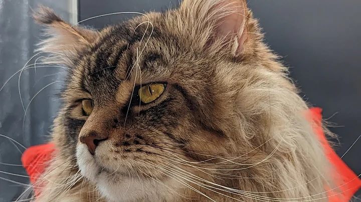 Video 11819891: mainecoon cat, scary cat