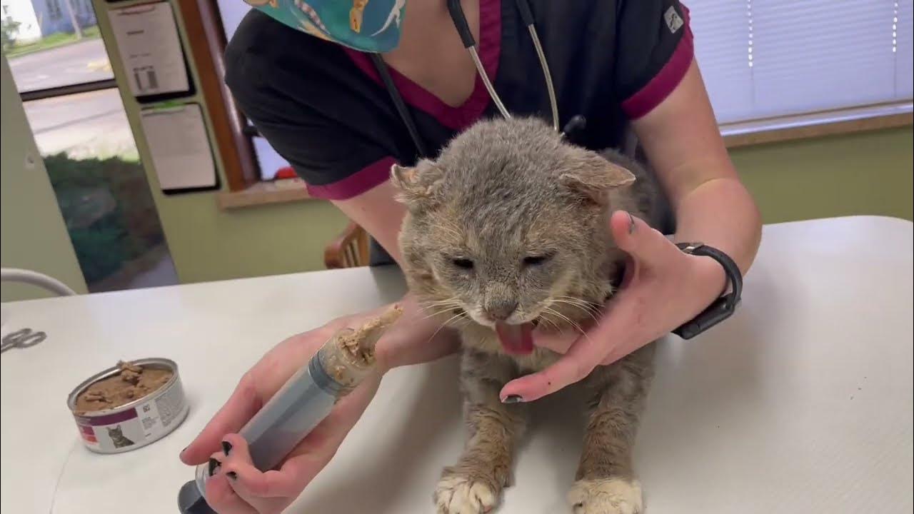 How To Syringe Feed Your Cat YouTube
