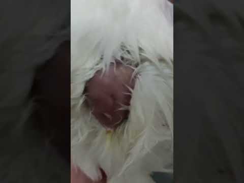 فيديو: هل تقتل الديدان الفراغية الدجاج؟